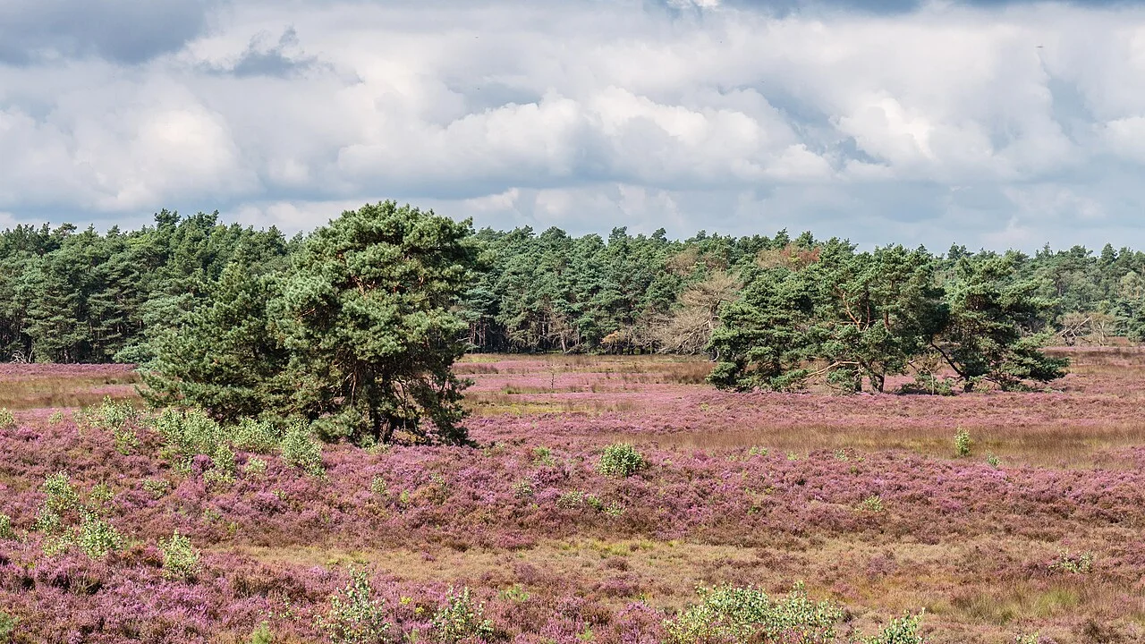 Bloeiende heide en dennen op de Tongerense Heide op de Veluwe