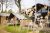 4-persoons Tiny Safari House – de Boshoek